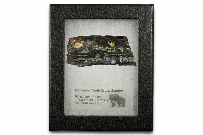 Mammoth Molar Slice With Case - South Carolina #349999